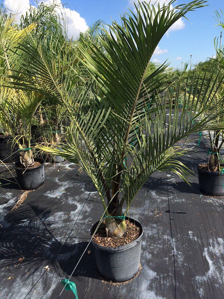 Palm Dypsis Decaryi Triangle - View 14 from www redcrocus com