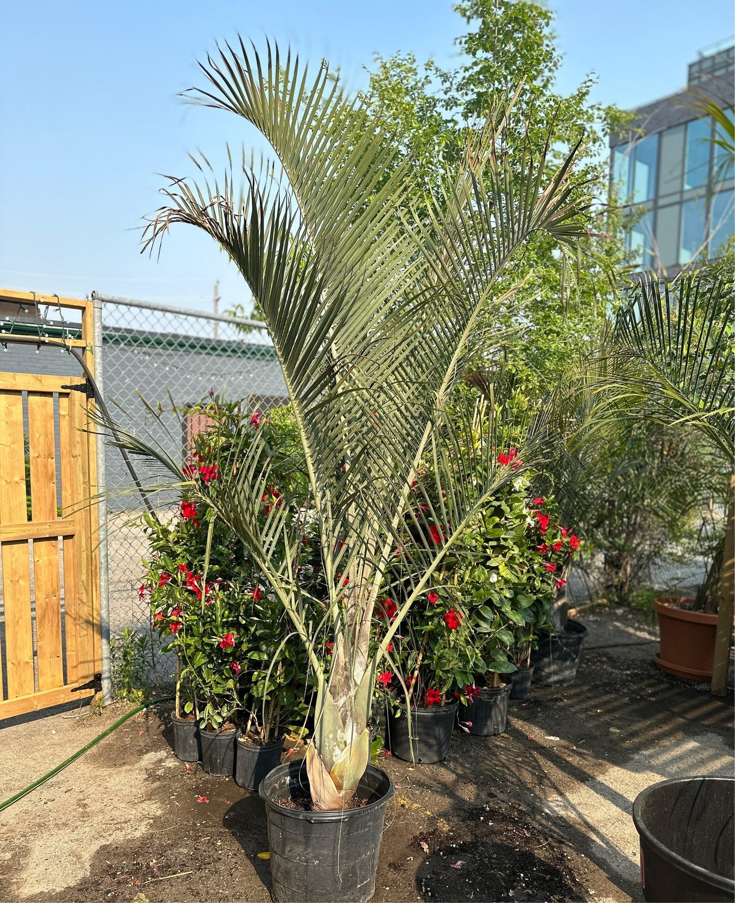 Palm Dypsis Decaryi Triangle - View 16 from www redcrocus com