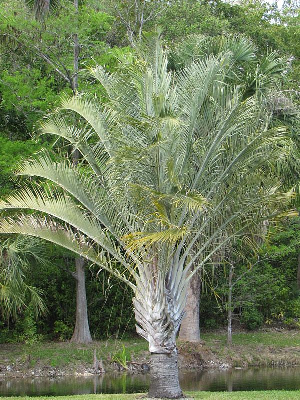 Palm Dypsis Decaryi Triangle - View 17 from www redcrocus com
