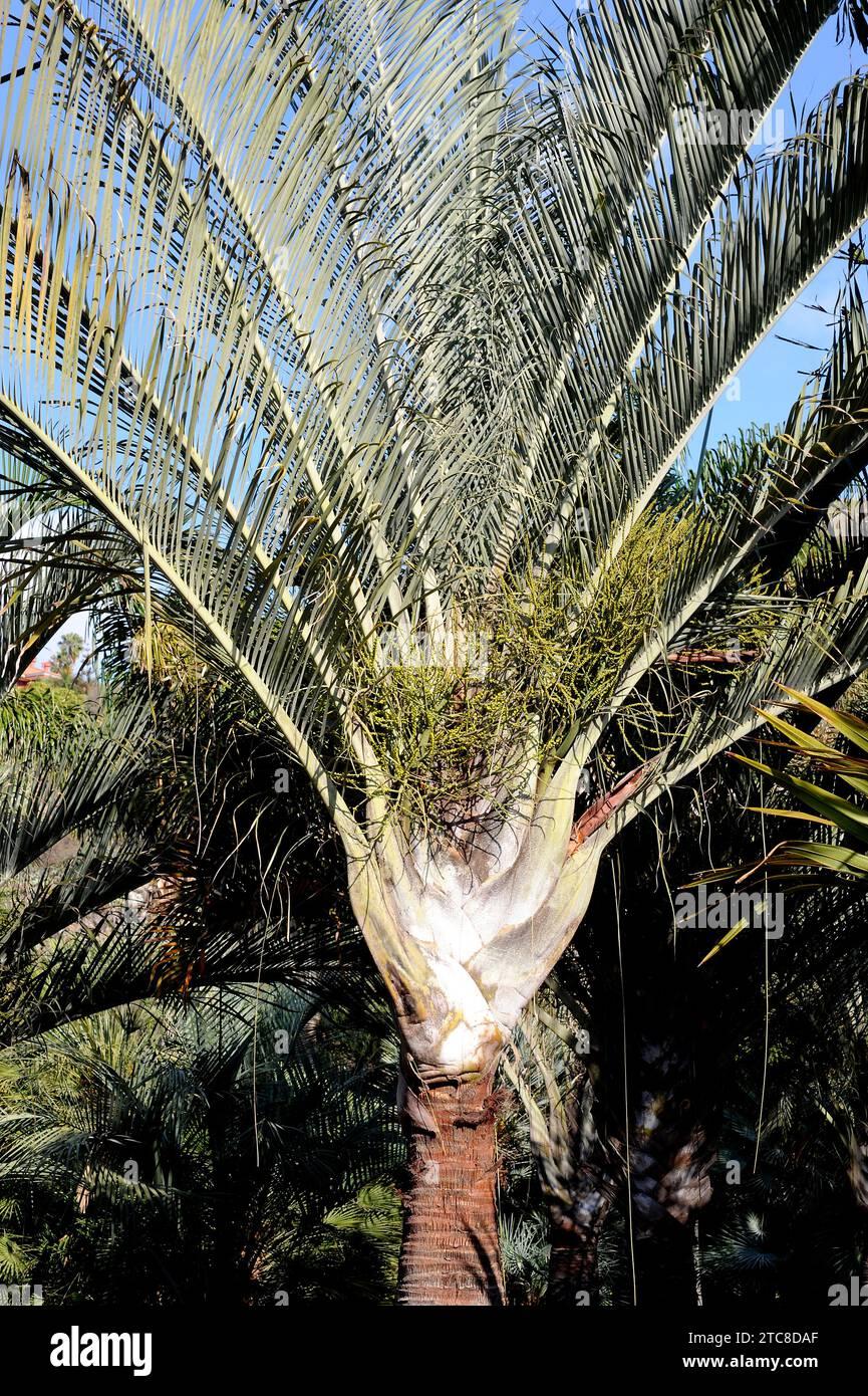 Palm Dypsis Decaryi Triangle - View 18 from www redcrocus com
