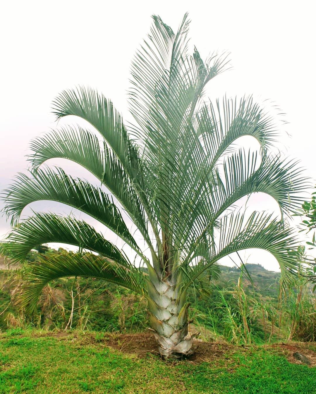 Palm Dypsis Decaryi Triangle - View 1 from www redcrocus com