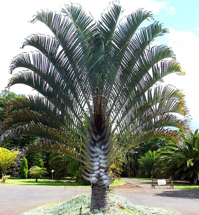 Palm Dypsis Decaryi Triangle - View 2 from www redcrocus com