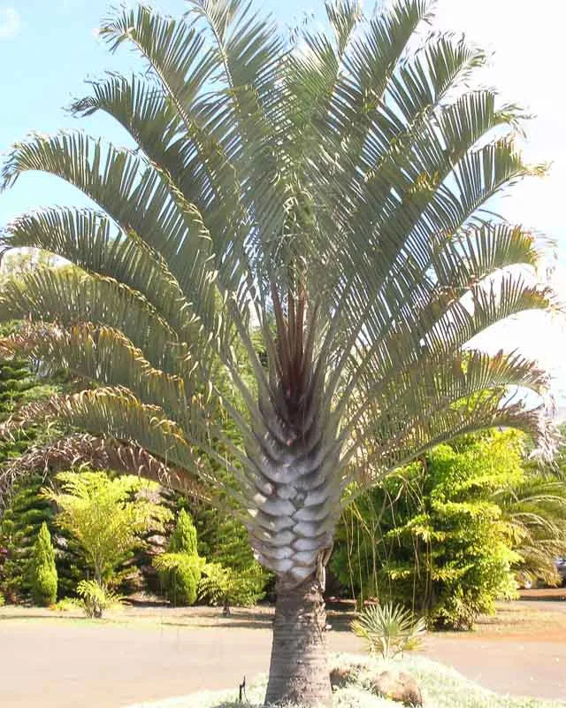 Palm Dypsis Decaryi Triangle - View 3 from www redcrocus com