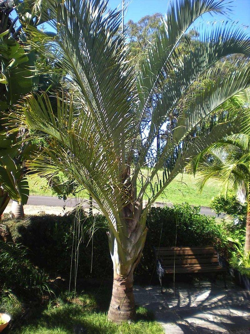 Palm Dypsis Decaryi Triangle - View 5 from www redcrocus com