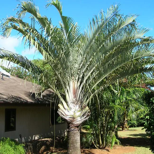 Palm Dypsis Decaryi Triangle - View 6 from www redcrocus com