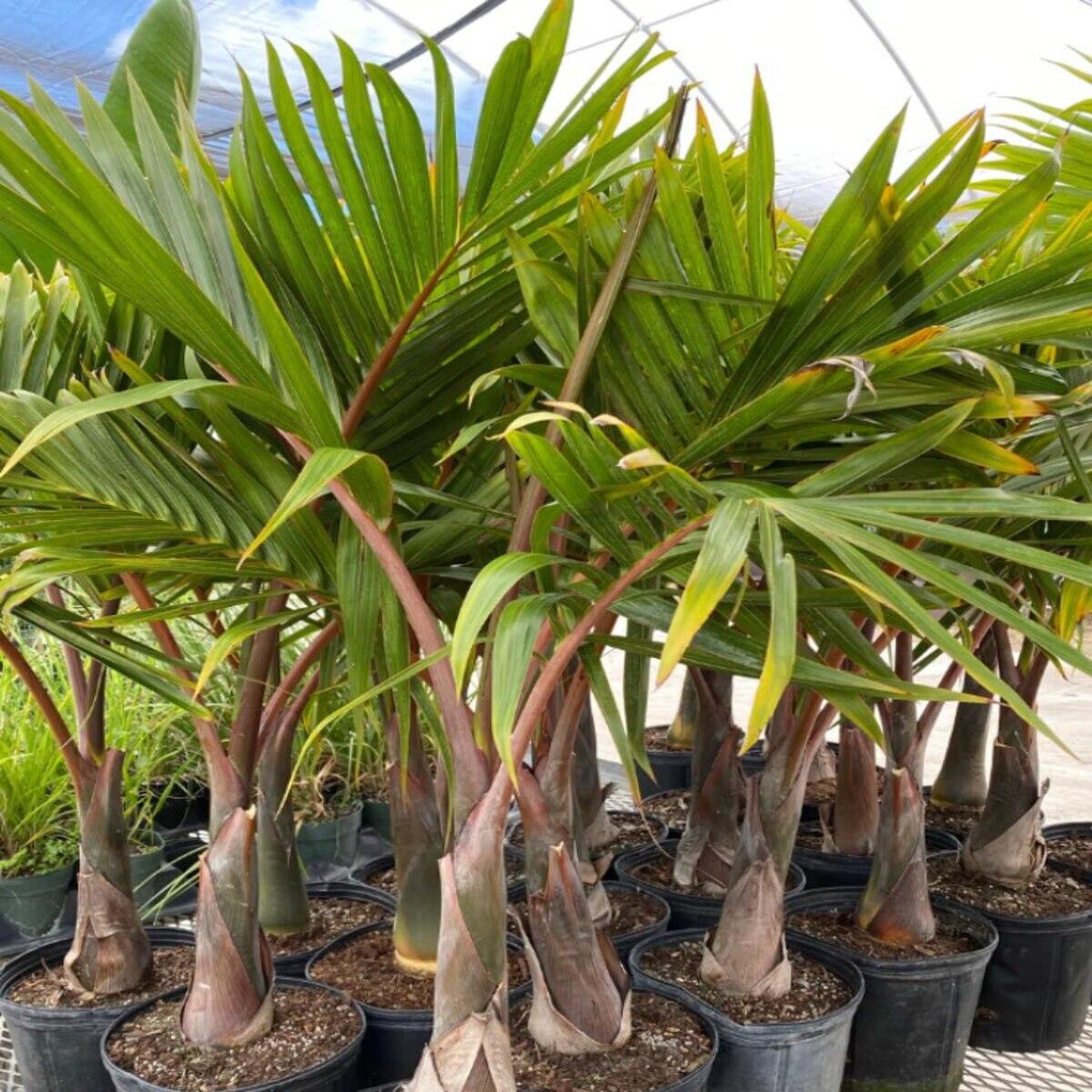 Palm Dypsis Decaryi Triangle - View 7 from www redcrocus com