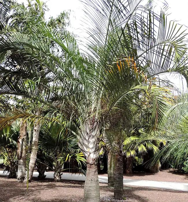 Palm Dypsis Decaryi Triangle - View 8 from www redcrocus com