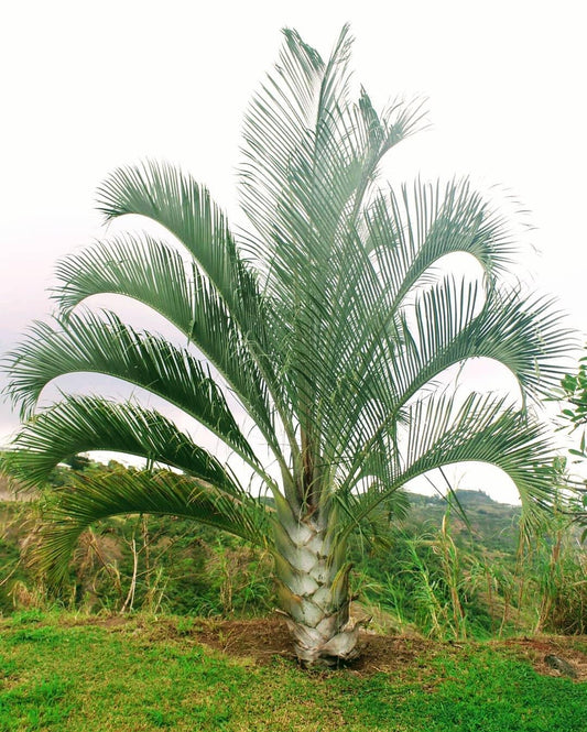 Palm Dypsis Decaryi Triangle - View 1 from www redcrocus com