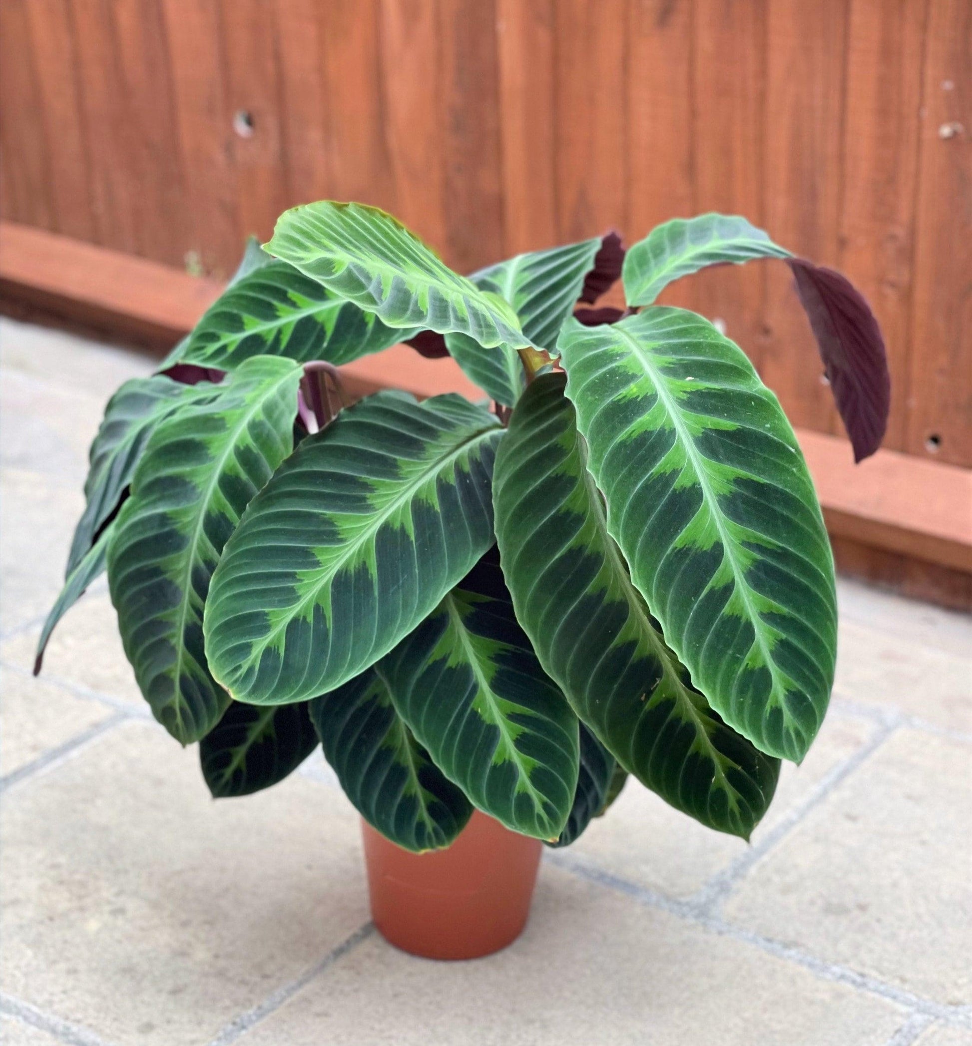 Calathea Warscewiczii - View 11 from www redcrocus com