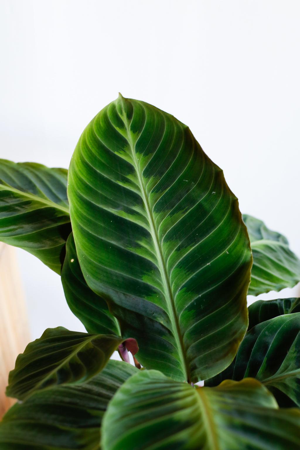 Calathea Warscewiczii - View 12 from www redcrocus com