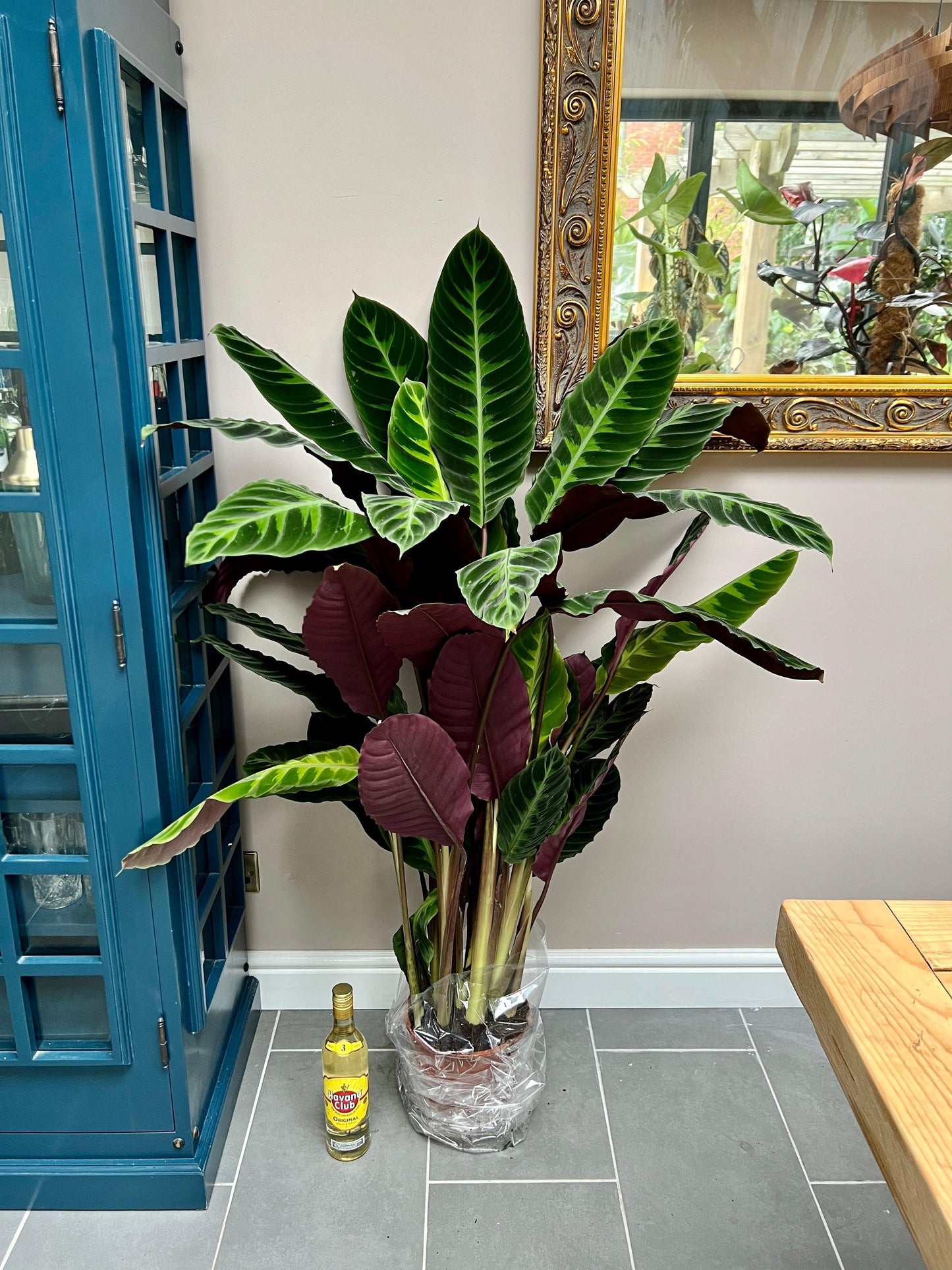 Calathea Warscewiczii - View 14 from www redcrocus com