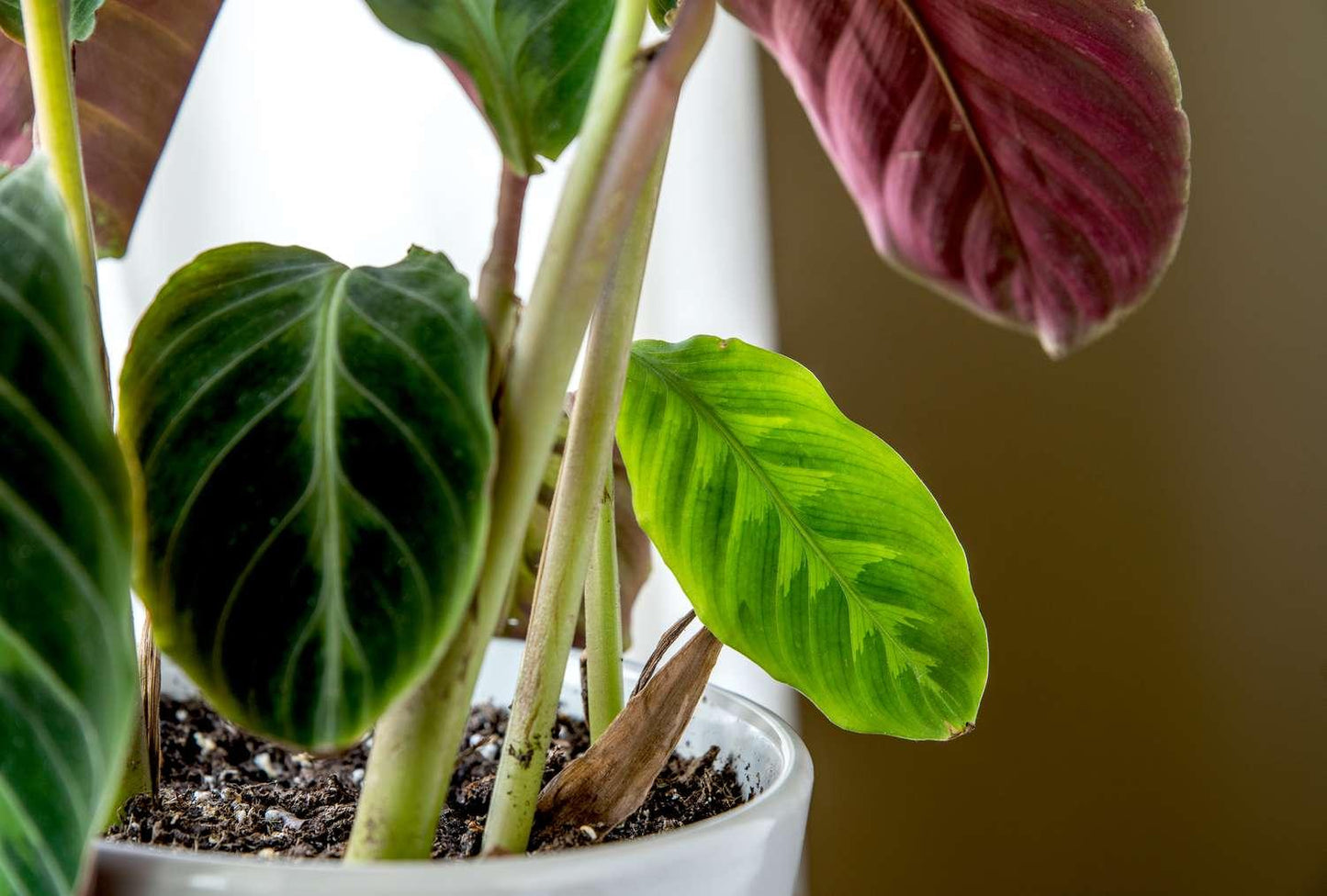 Calathea Warscewiczii - View 15 from www redcrocus com