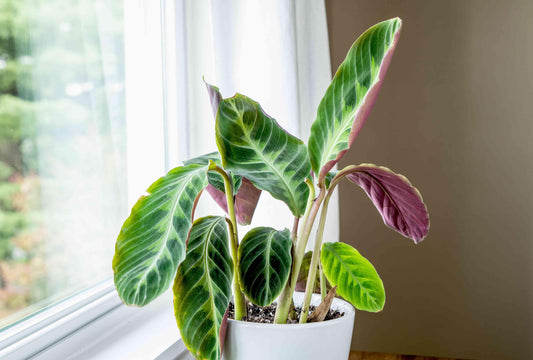 Calathea Warscewiczii - View 1 from www redcrocus com