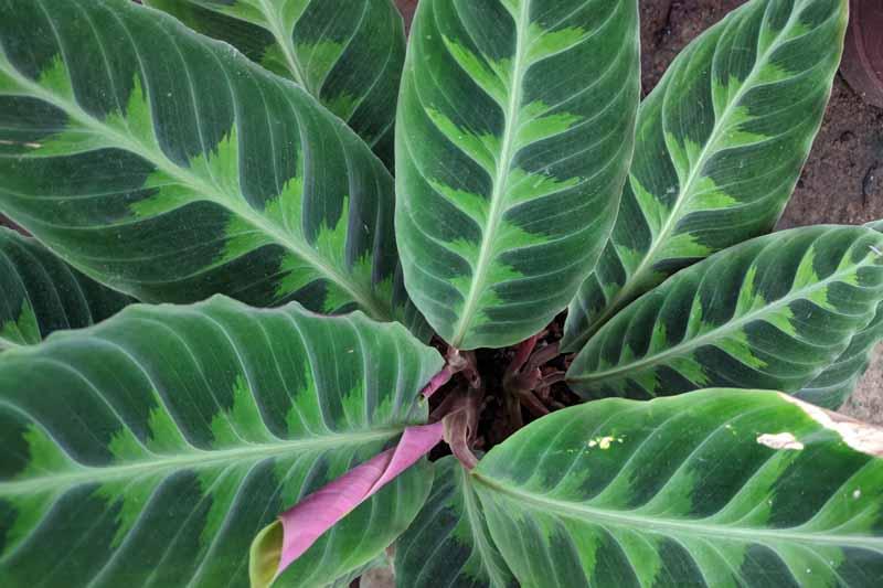 Calathea Warscewiczii - View 2 from www redcrocus com