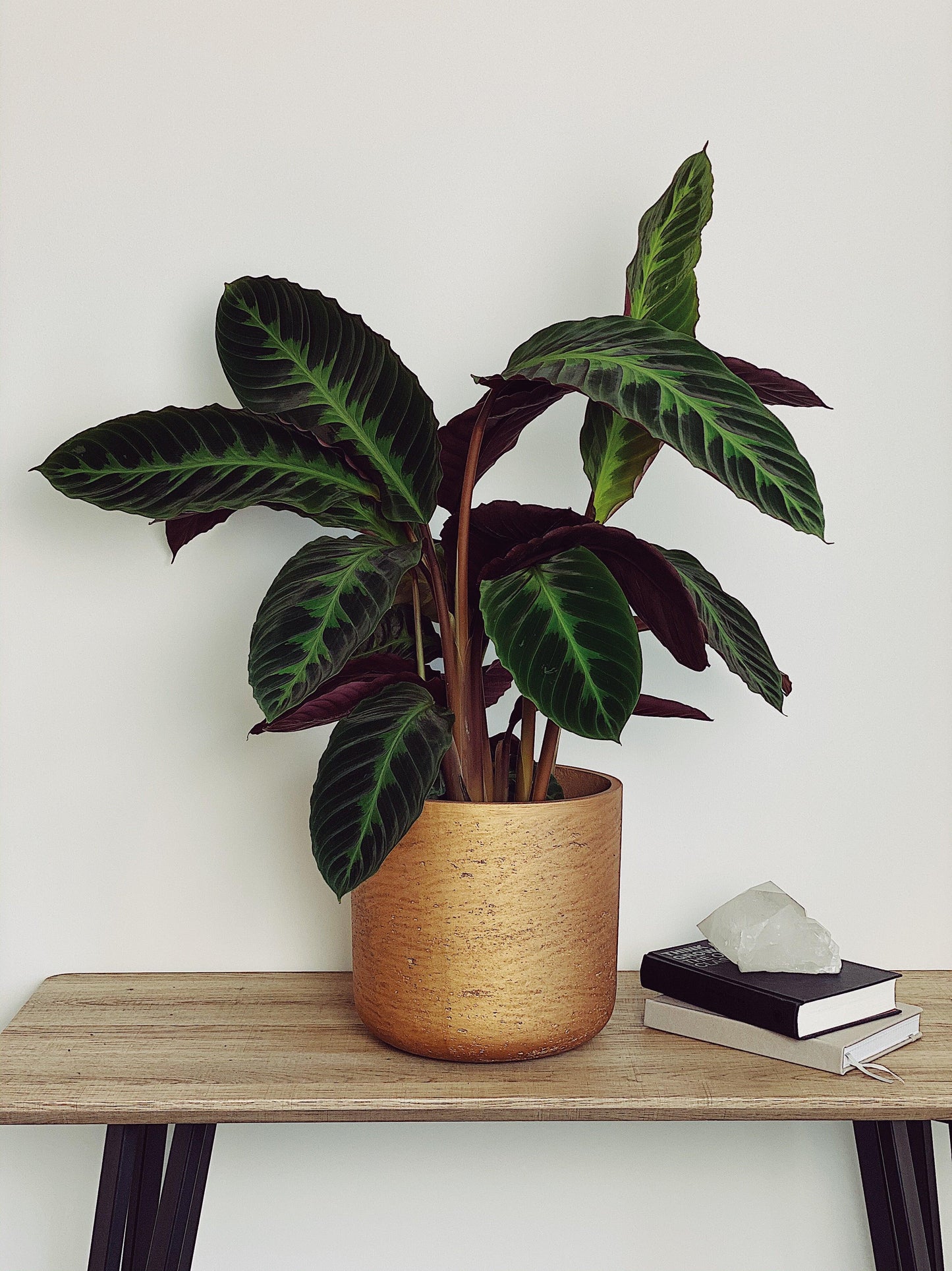 Calathea Warscewiczii - View 4 from www redcrocus com