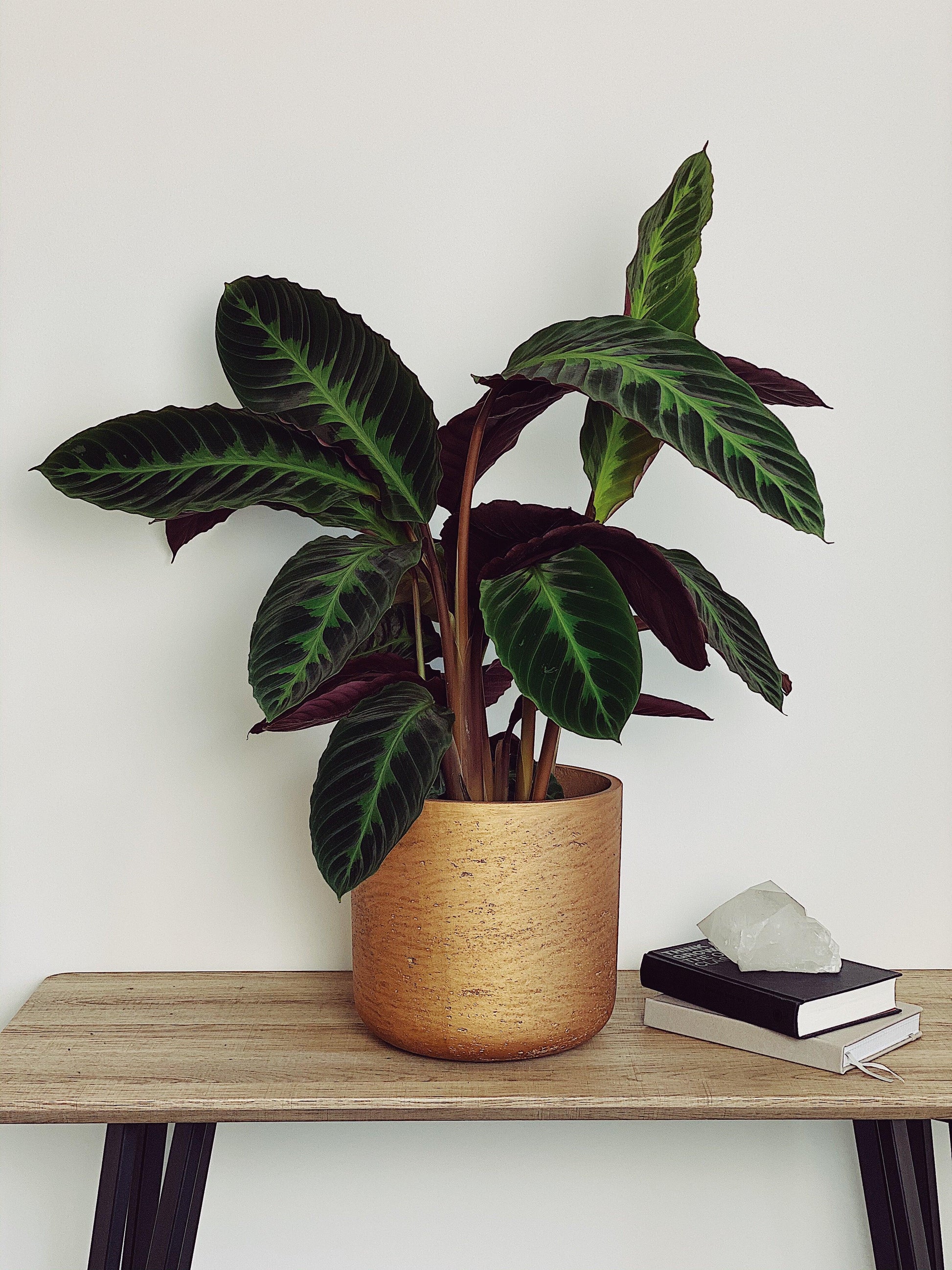 Calathea Warscewiczii - View 4 from www redcrocus com