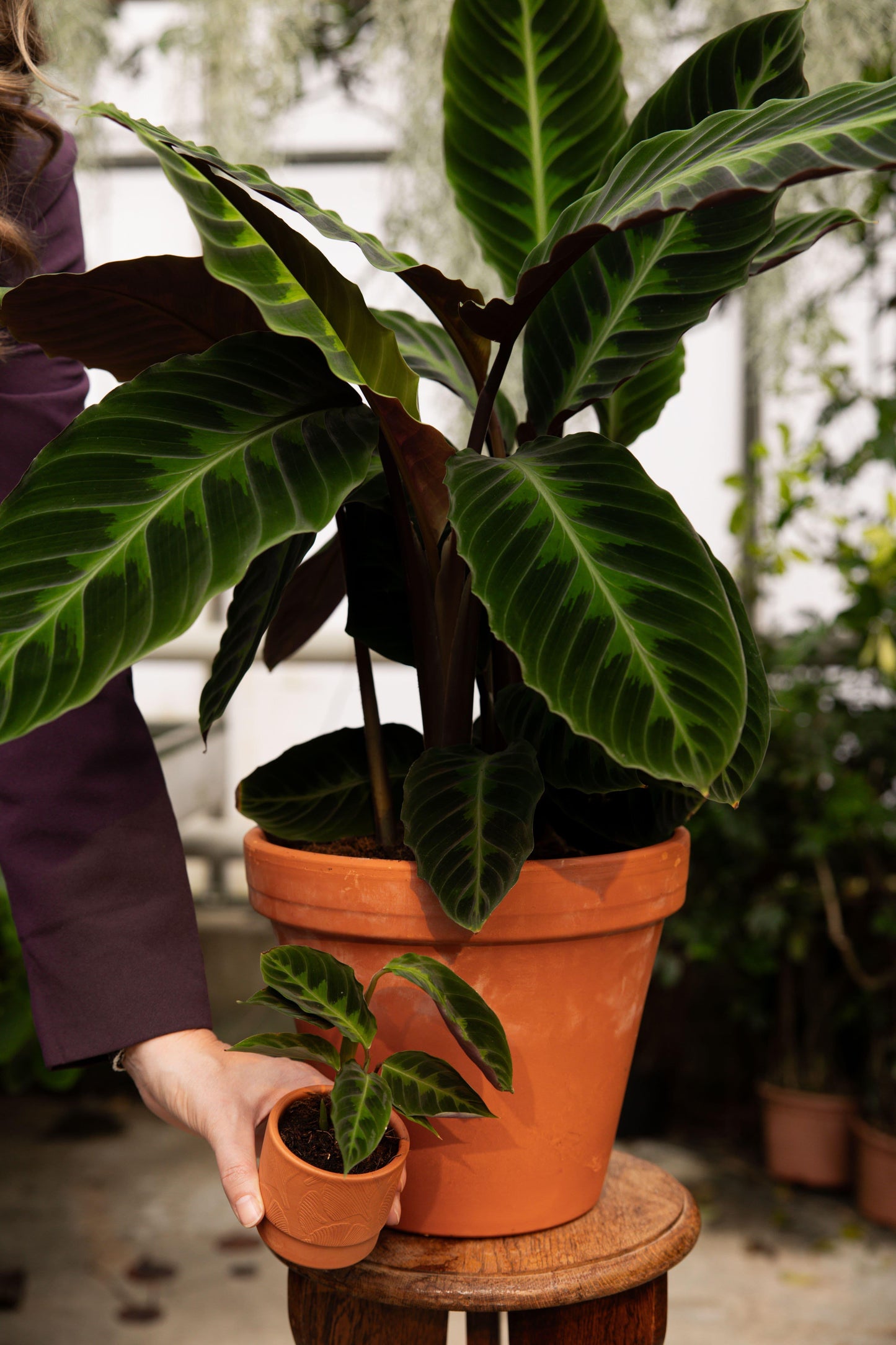 Calathea Warscewiczii - View 7 from www redcrocus com