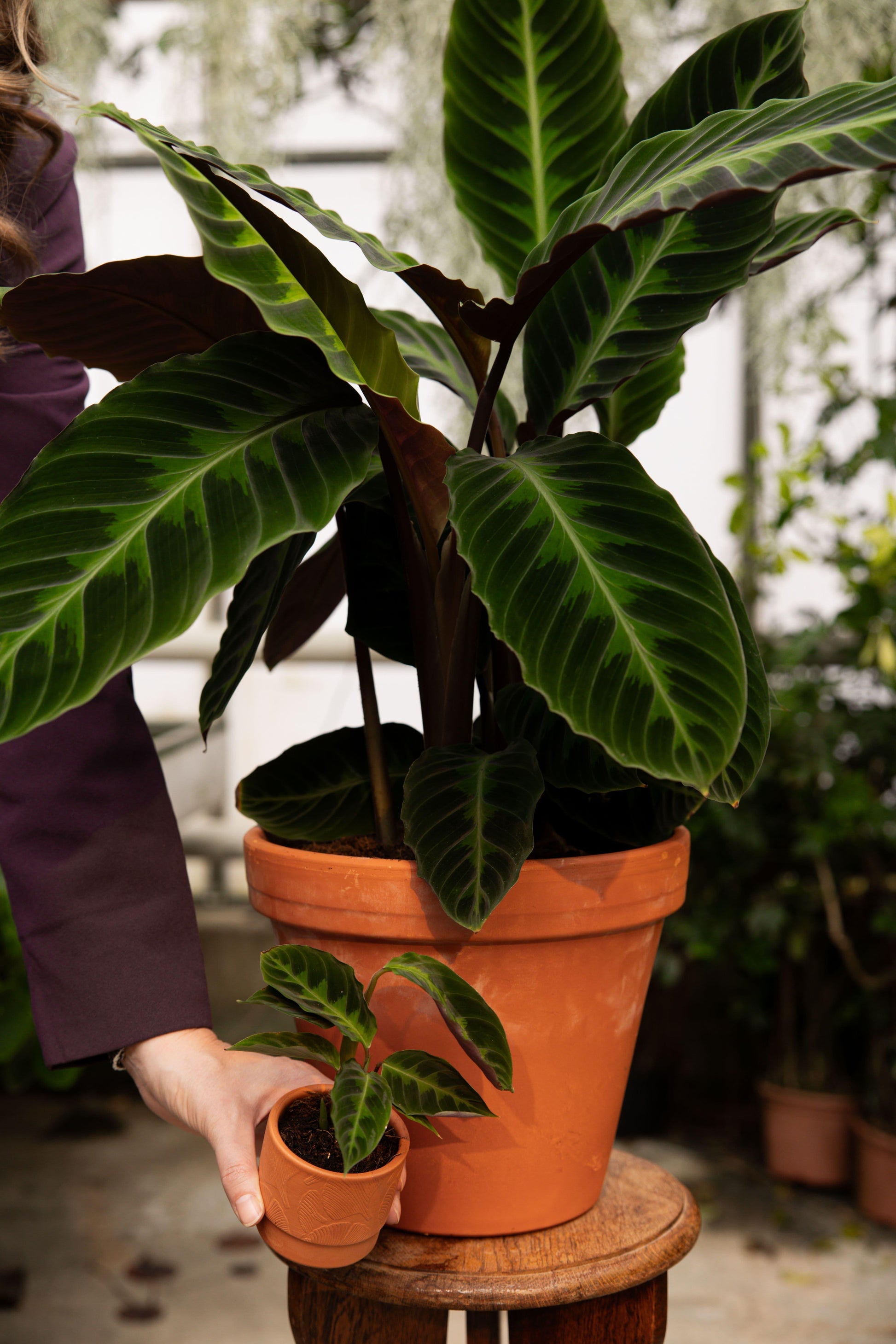 Calathea Warscewiczii - View 7 from www redcrocus com