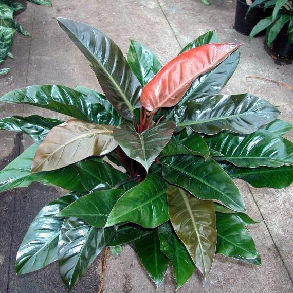Philodendron 'imperial Red' - View 10 from www redcrocus com