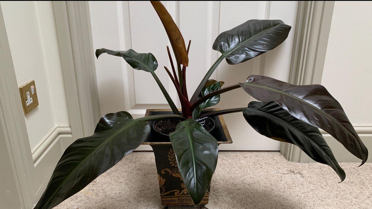 Philodendron 'imperial Red' - View 14 from www redcrocus com