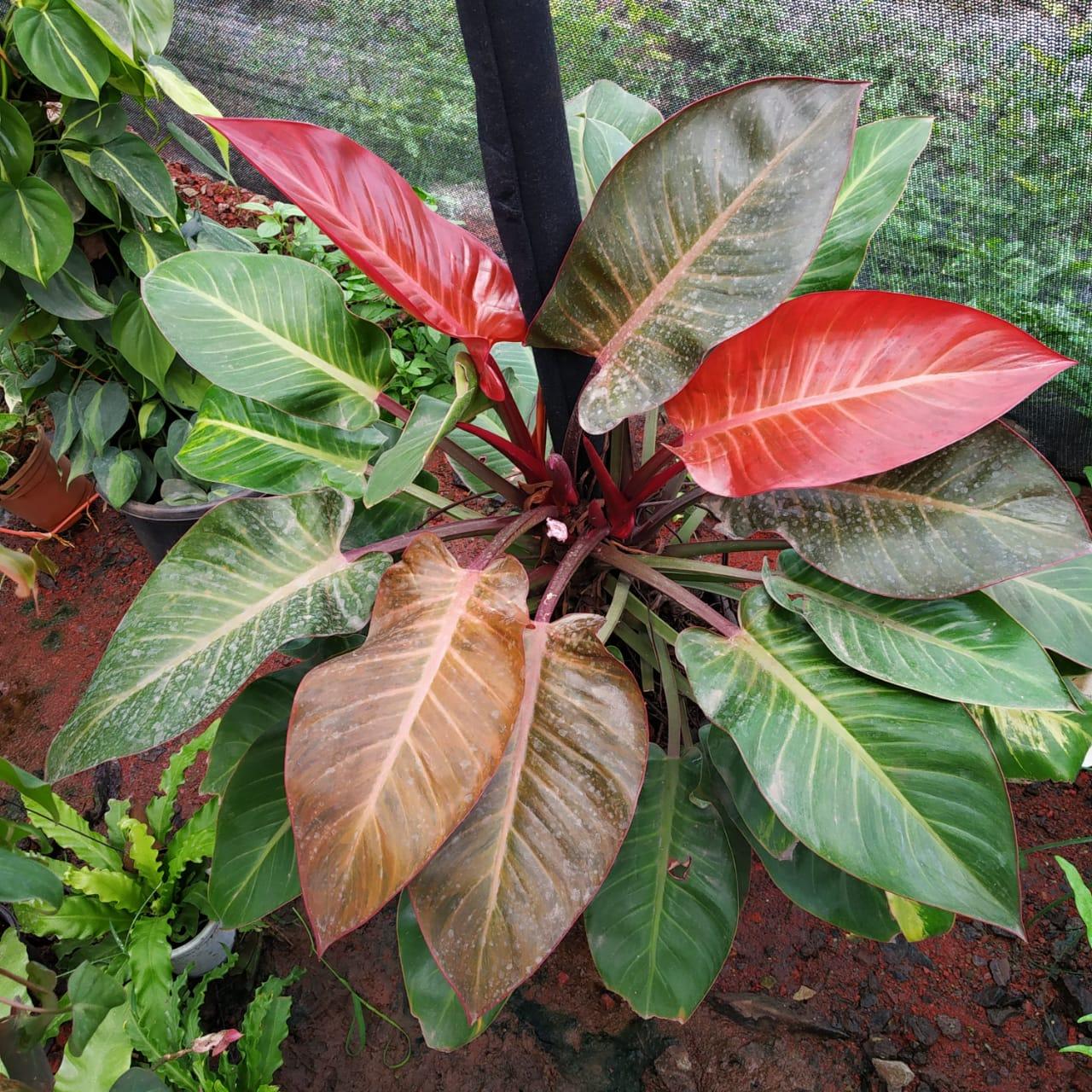 Philodendron 'imperial Red' - View 15 from www redcrocus com