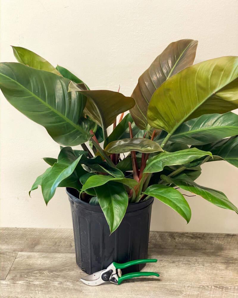 Philodendron 'imperial Red' - View 16 from www redcrocus com