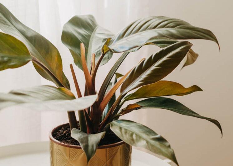 Philodendron 'imperial Red' - View 18 from www redcrocus com