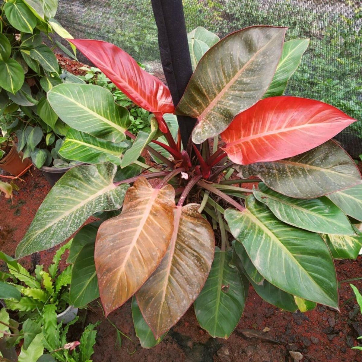 Philodendron 'imperial Red' - View 19 from www redcrocus com