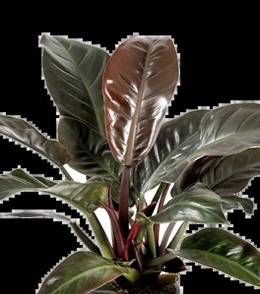 Philodendron 'imperial Red' - View 1 from www redcrocus com