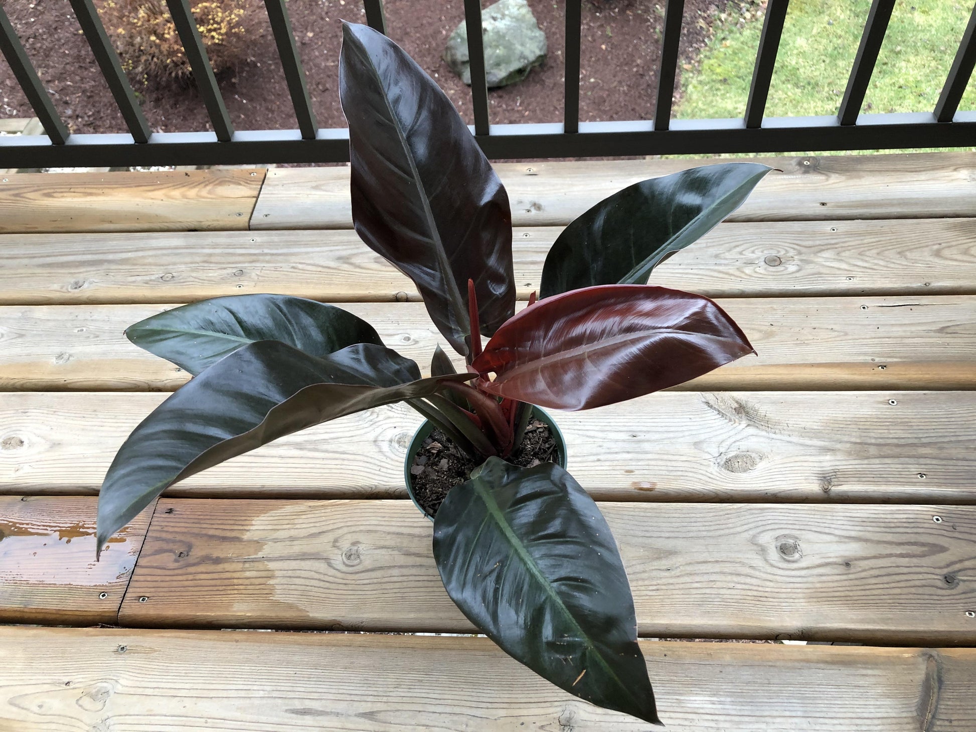 Philodendron 'imperial Red' - View 20 from www redcrocus com