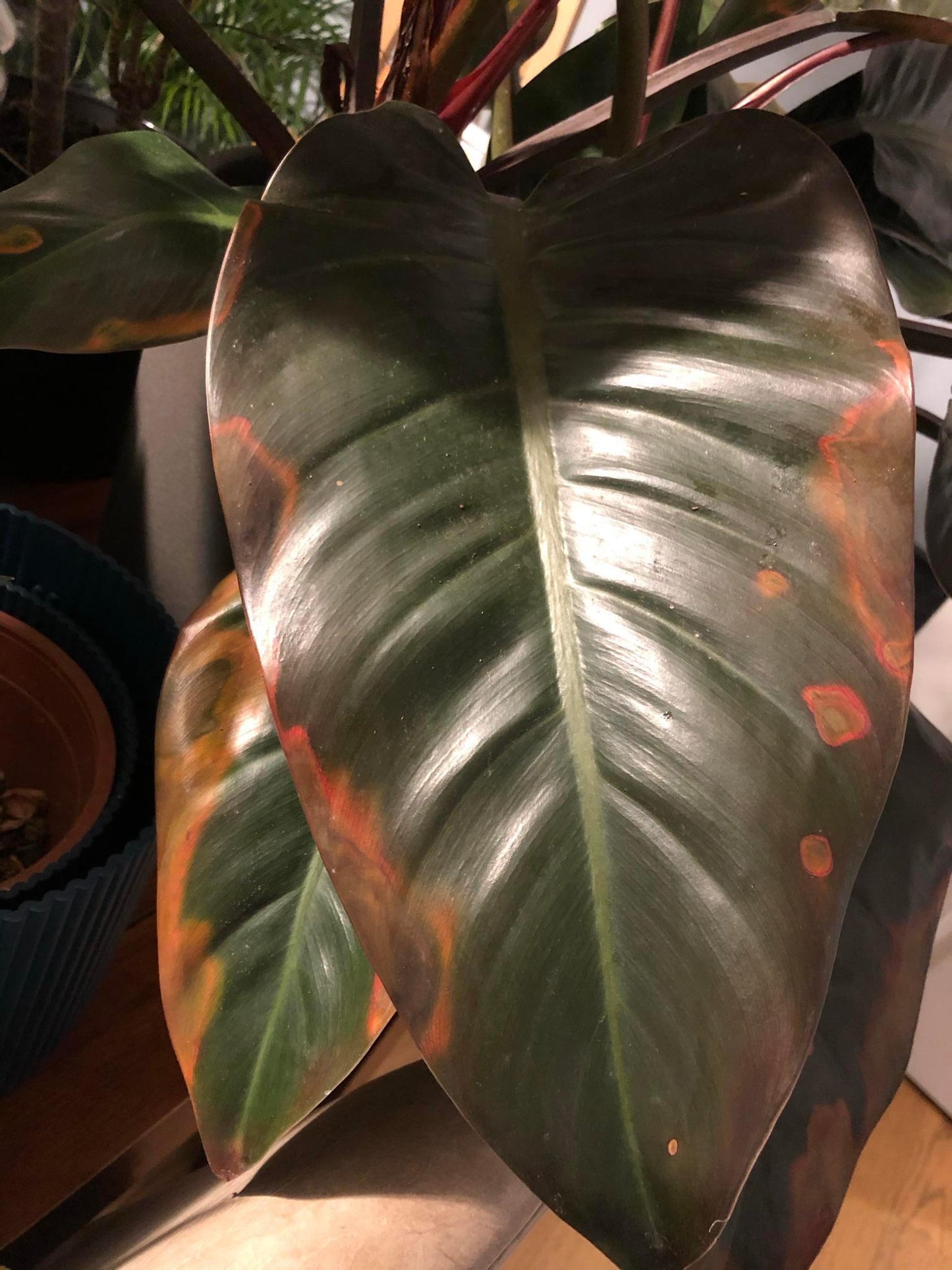 Philodendron 'imperial Red' - View 22 from www redcrocus com