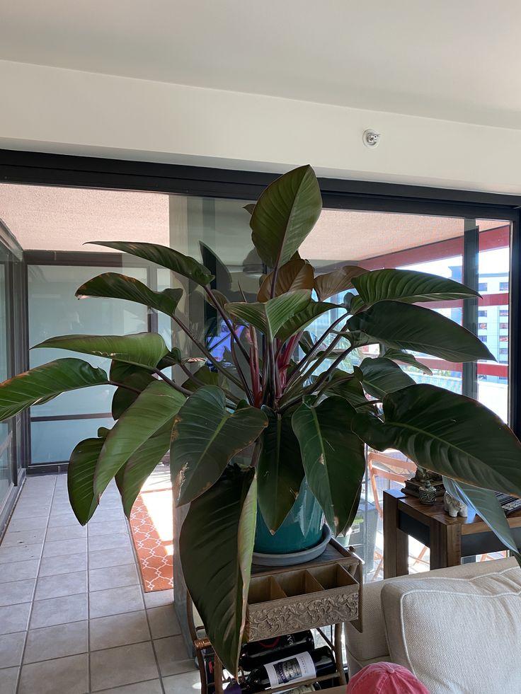 Philodendron 'imperial Red' - View 23 from www redcrocus com