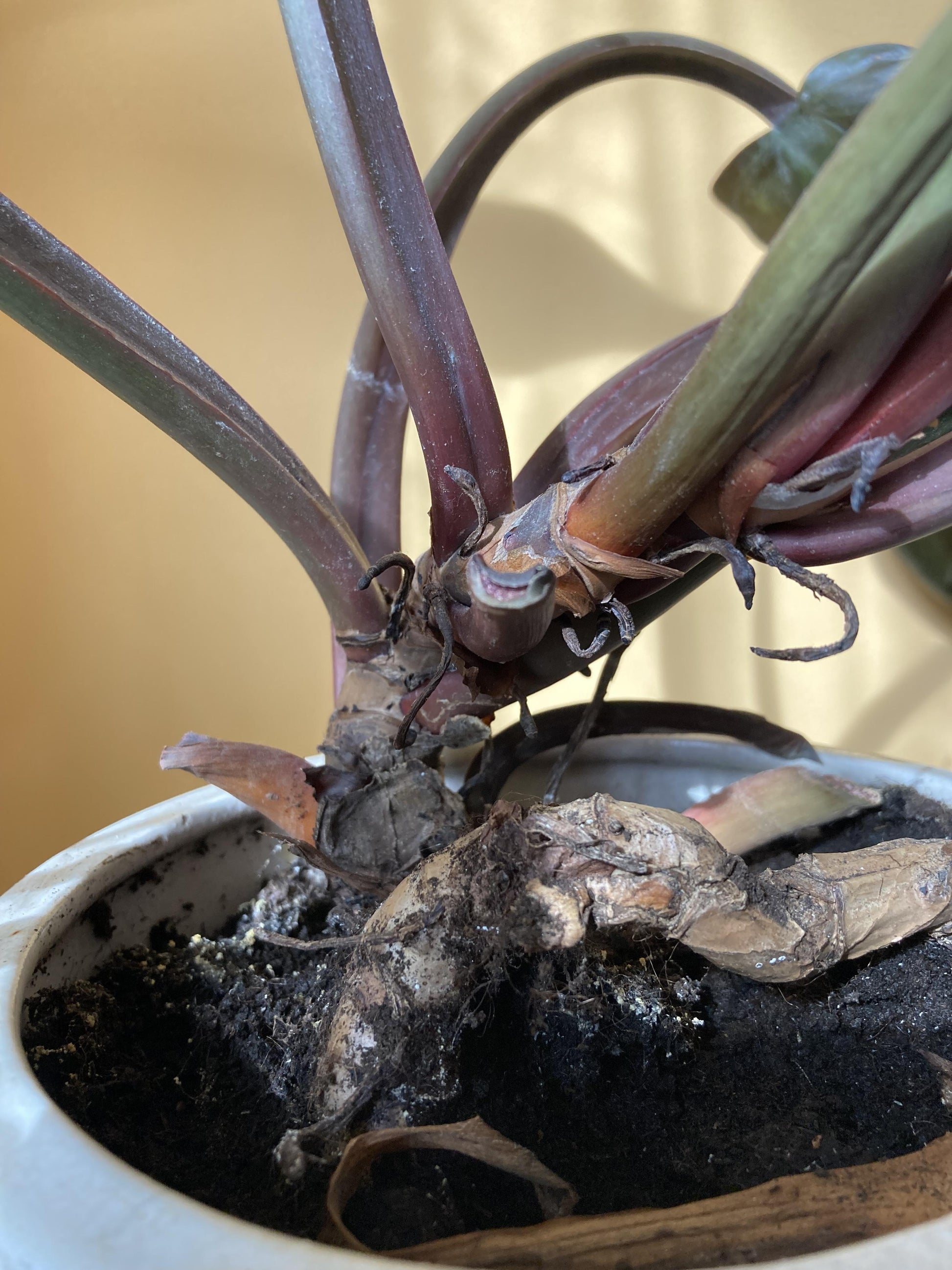 Philodendron 'imperial Red' - View 25 from www redcrocus com