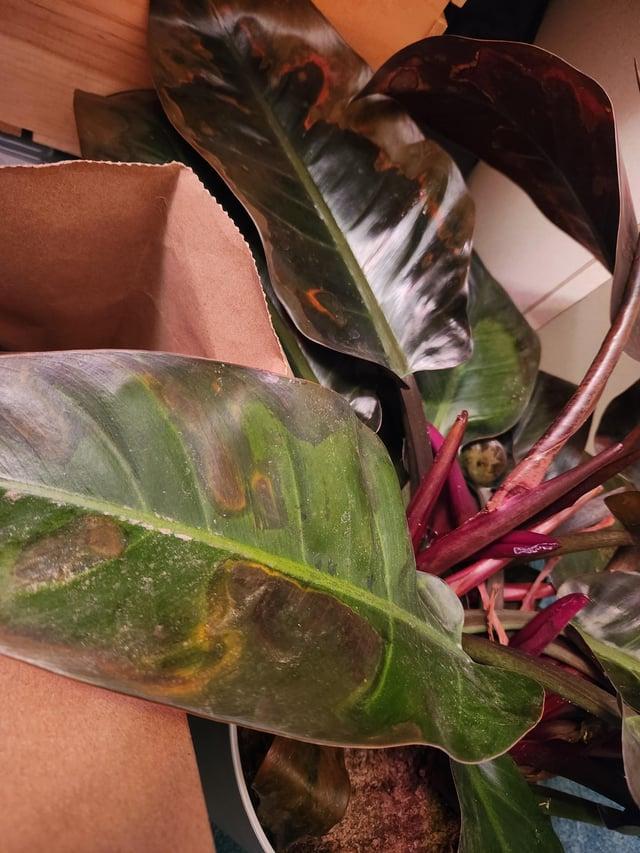 Philodendron 'imperial Red' - View 28 from www redcrocus com