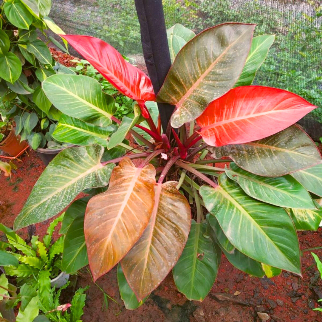 Philodendron 'imperial Red' - View 2 from www redcrocus com