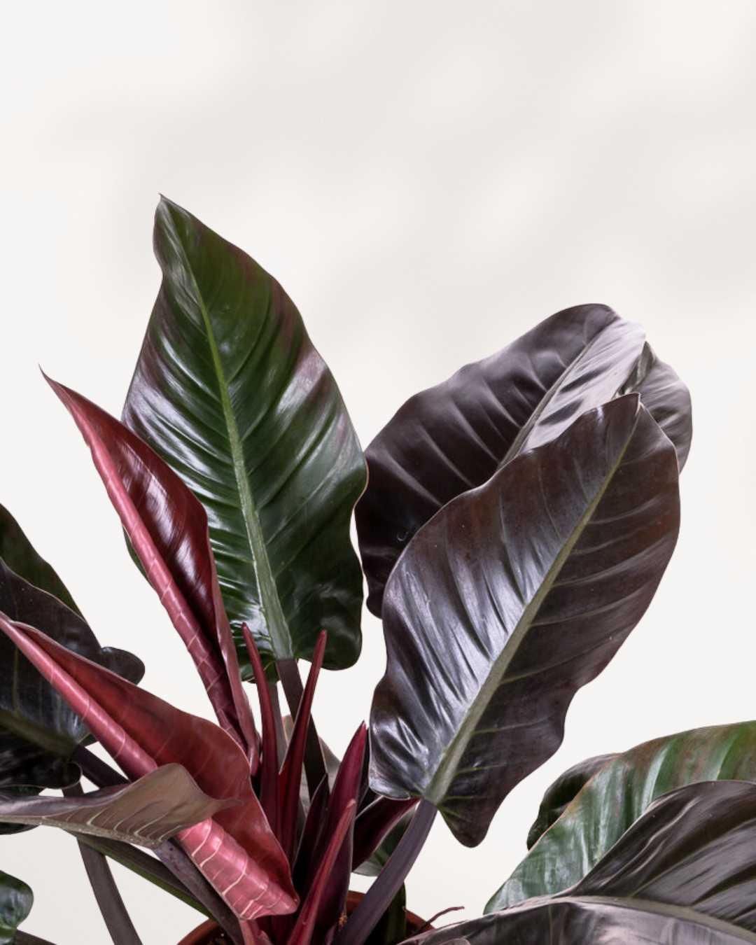 Philodendron 'imperial Red' - View 30 from www redcrocus com