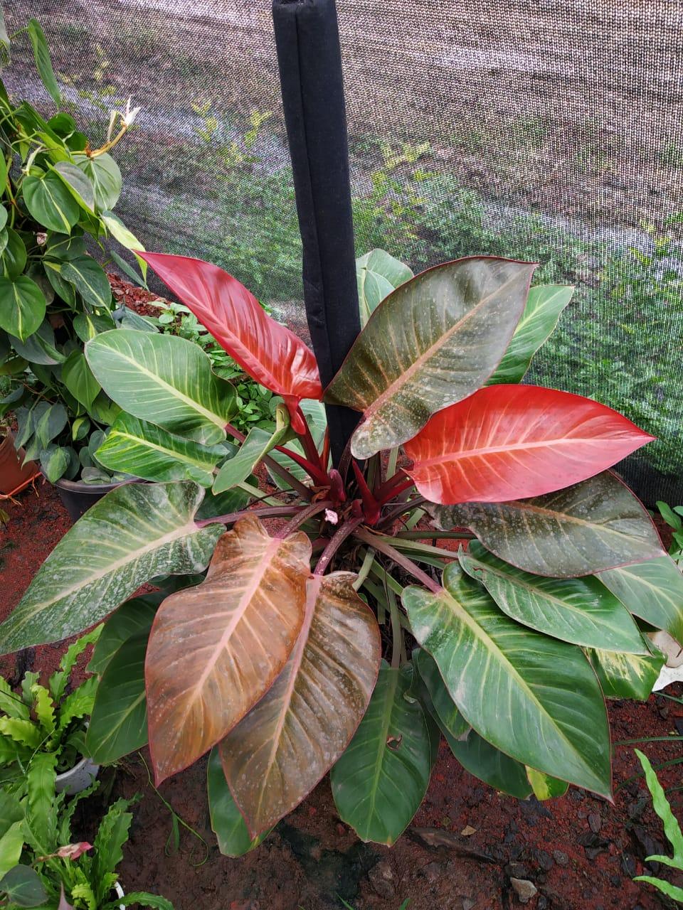 Philodendron 'imperial Red' - View 32 from www redcrocus com