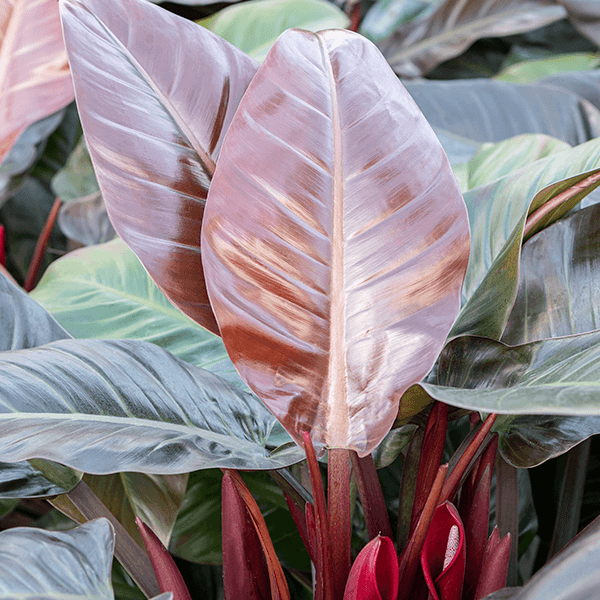 Philodendron 'imperial Red' - View 33 from www redcrocus com