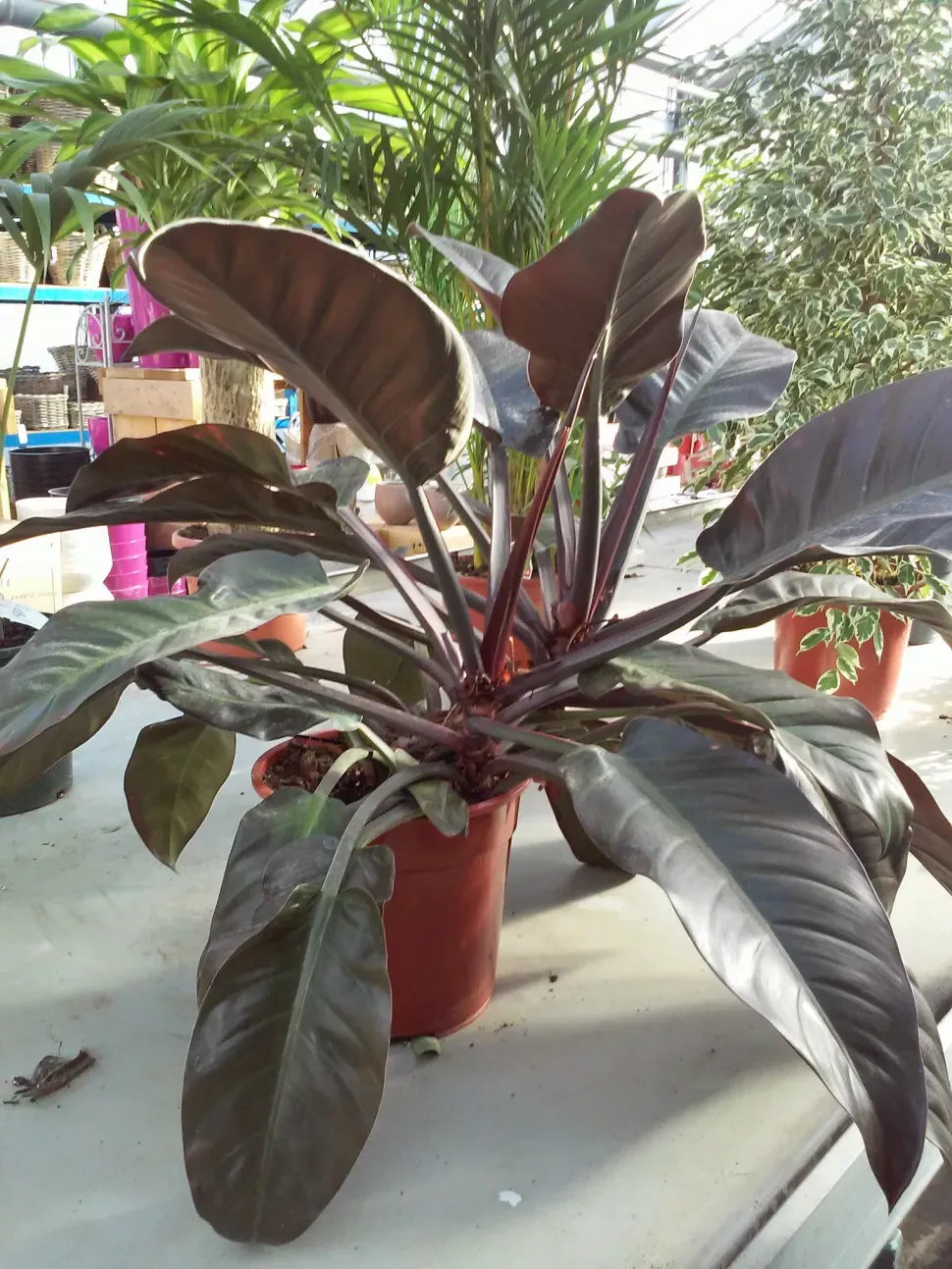 Philodendron 'imperial Red' - View 3 from www redcrocus com