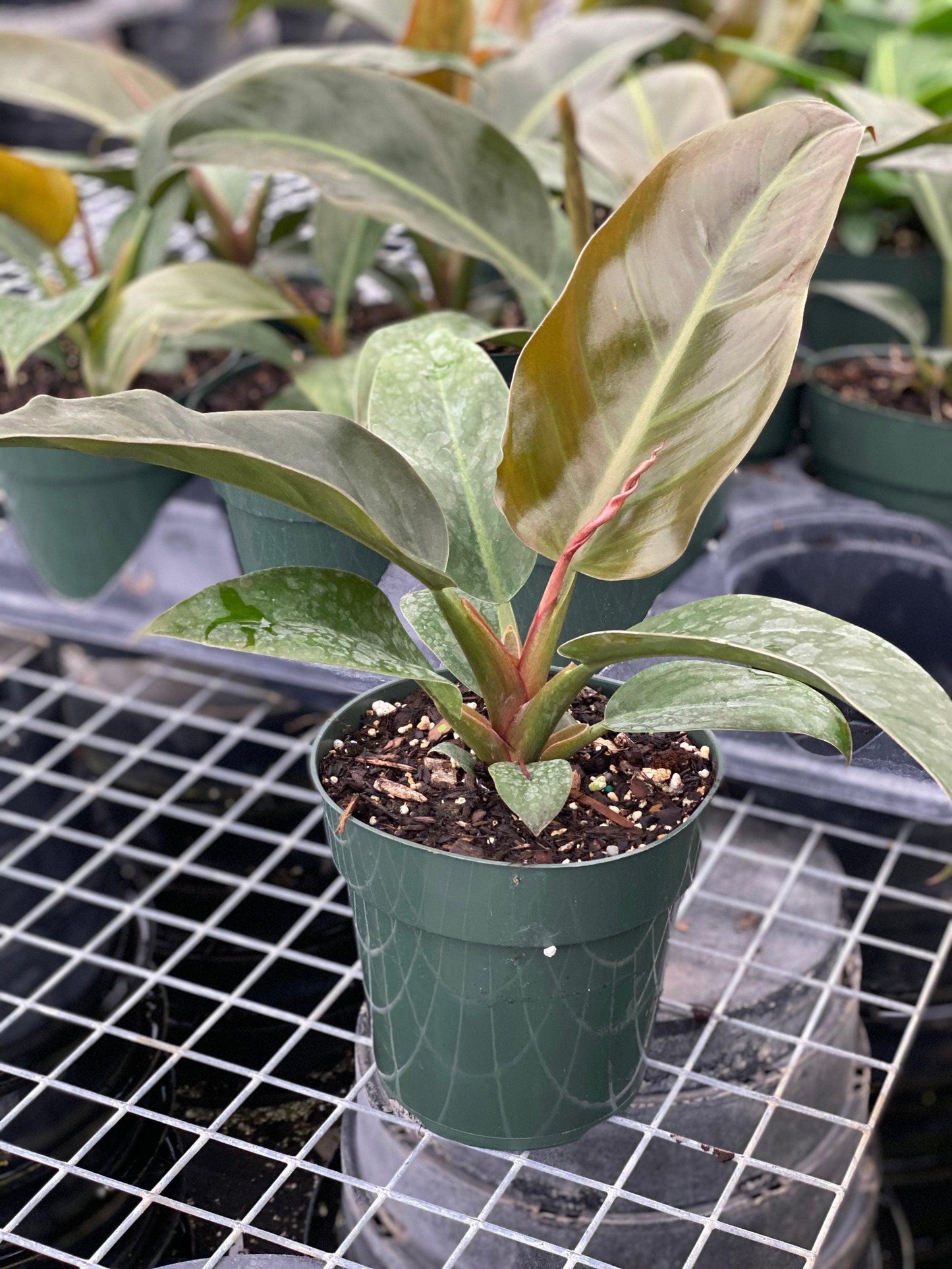 Philodendron 'imperial Red' - View 5 from www redcrocus com