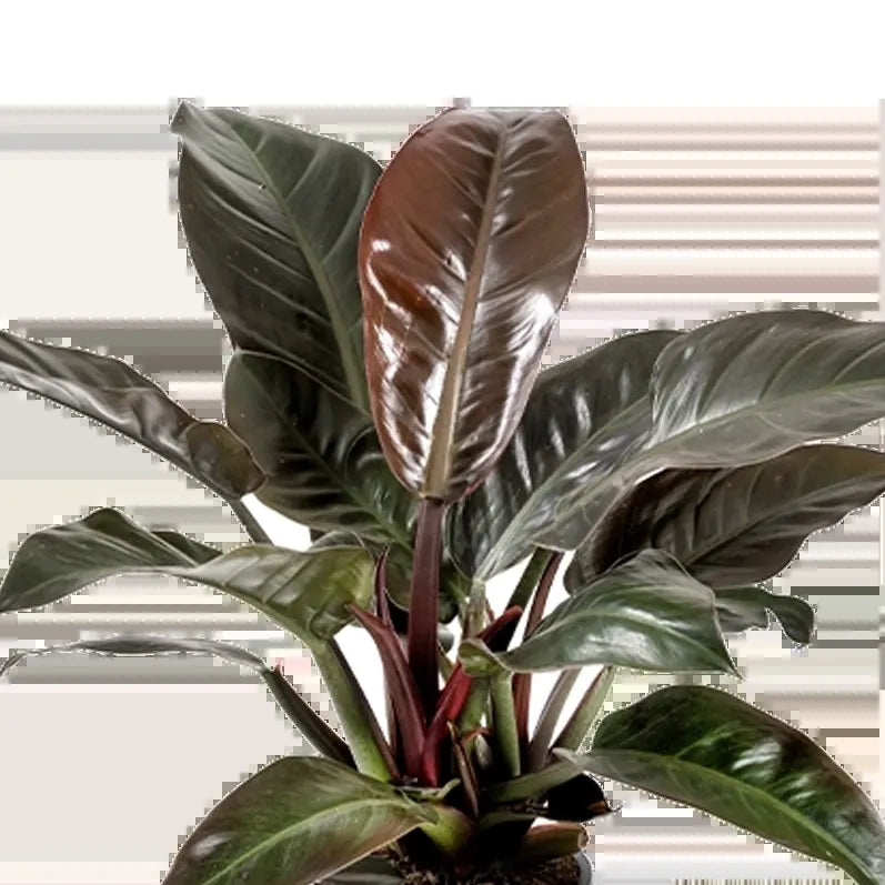 Philodendron 'imperial Red' - View 6 from www redcrocus com