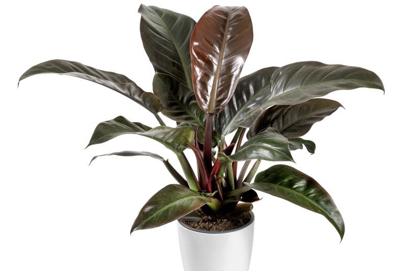 Philodendron 'imperial Red' - View 8 from www redcrocus com