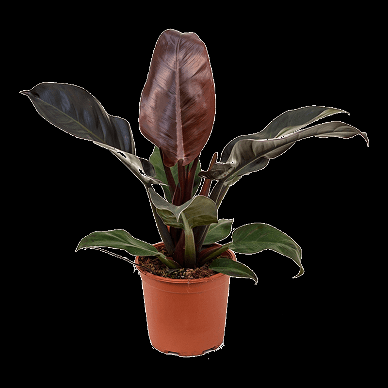 Philodendron 'imperial Red' - View 9 from www redcrocus com