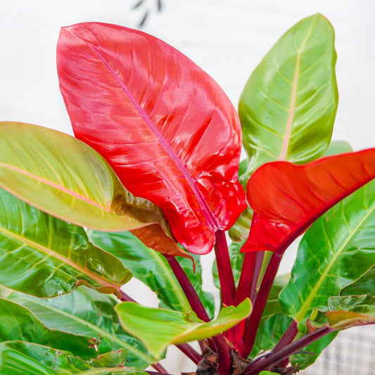 Philodendron Sun Red - View 10 from www redcrocus com