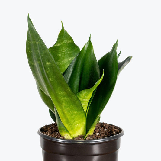 Sansevieria Black Jade - View 10 from www redcrocus com
