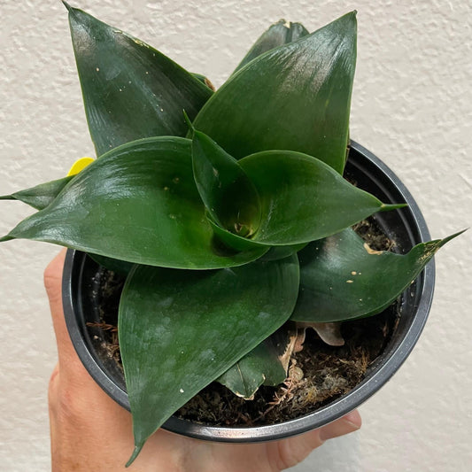Sansevieria Black Jade - View 11 from www redcrocus com