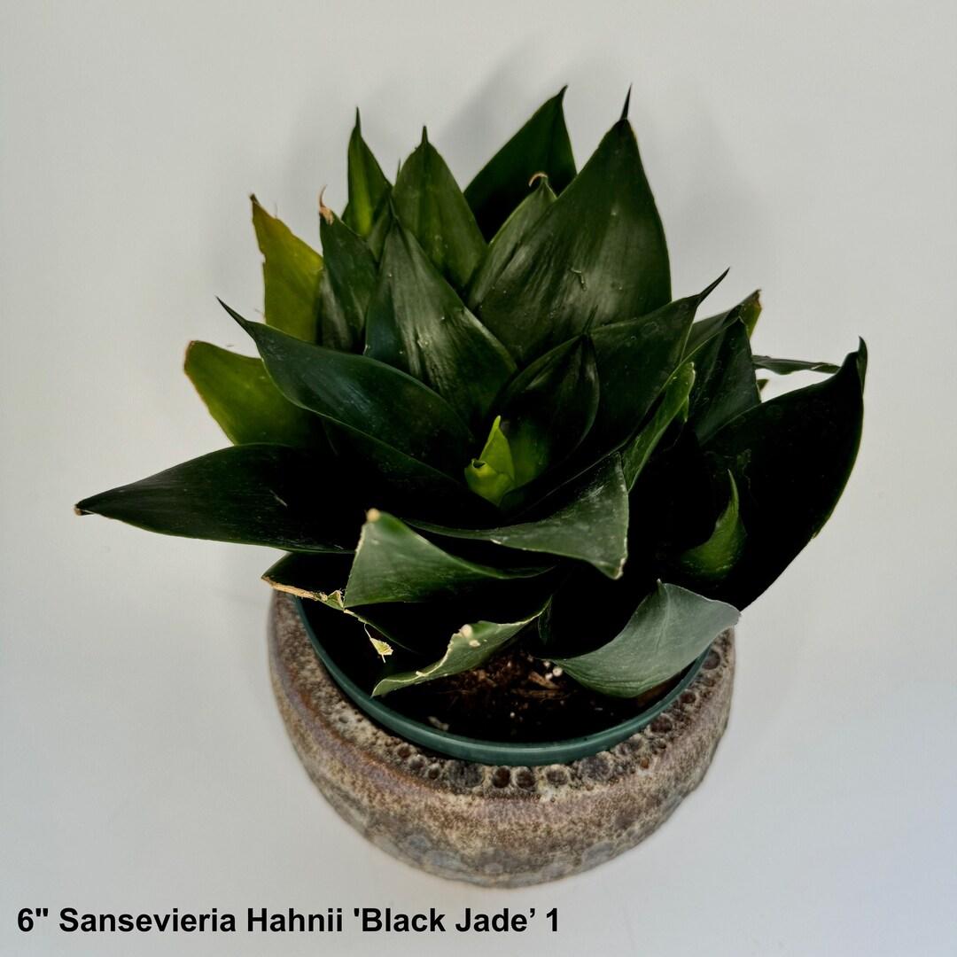 Sansevieria Black Jade - View 13 from www redcrocus com