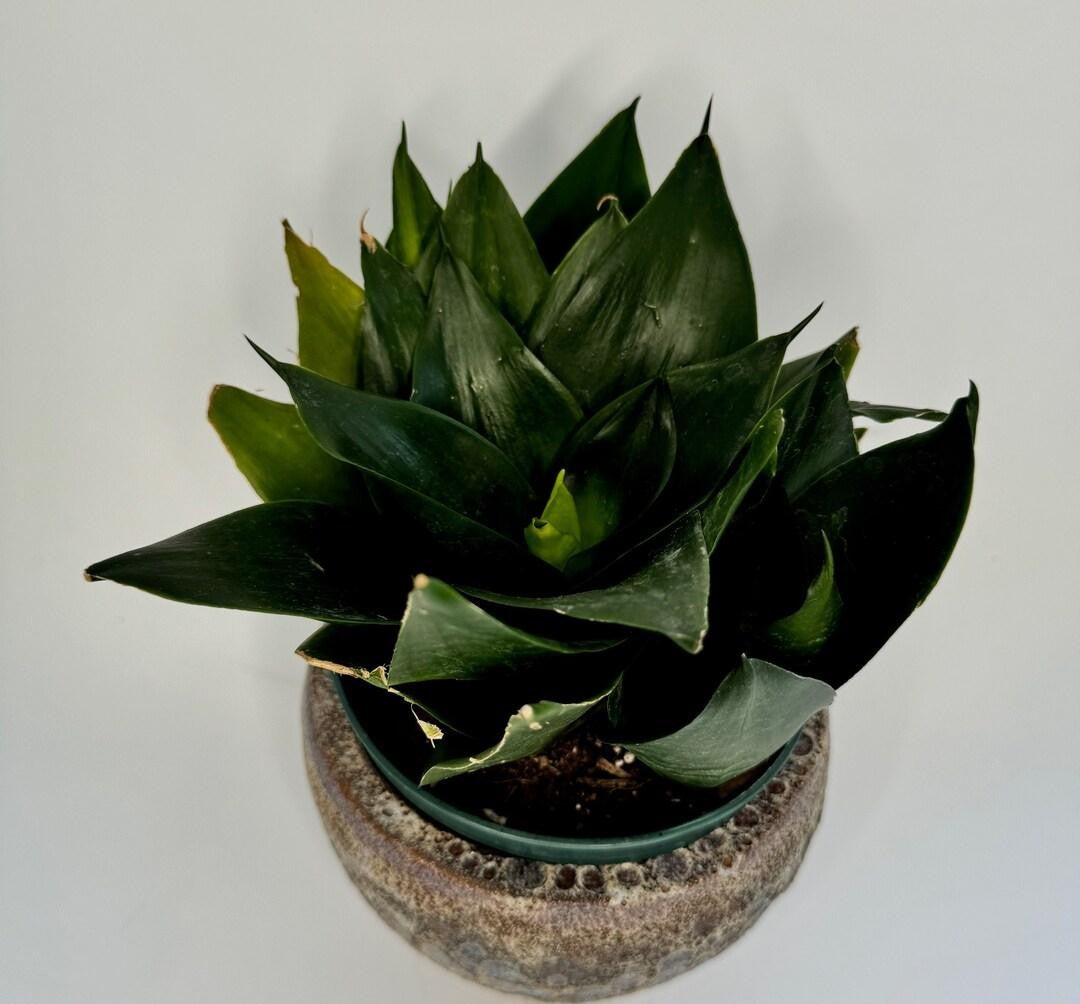 Sansevieria Black Jade - View 14 from www redcrocus com