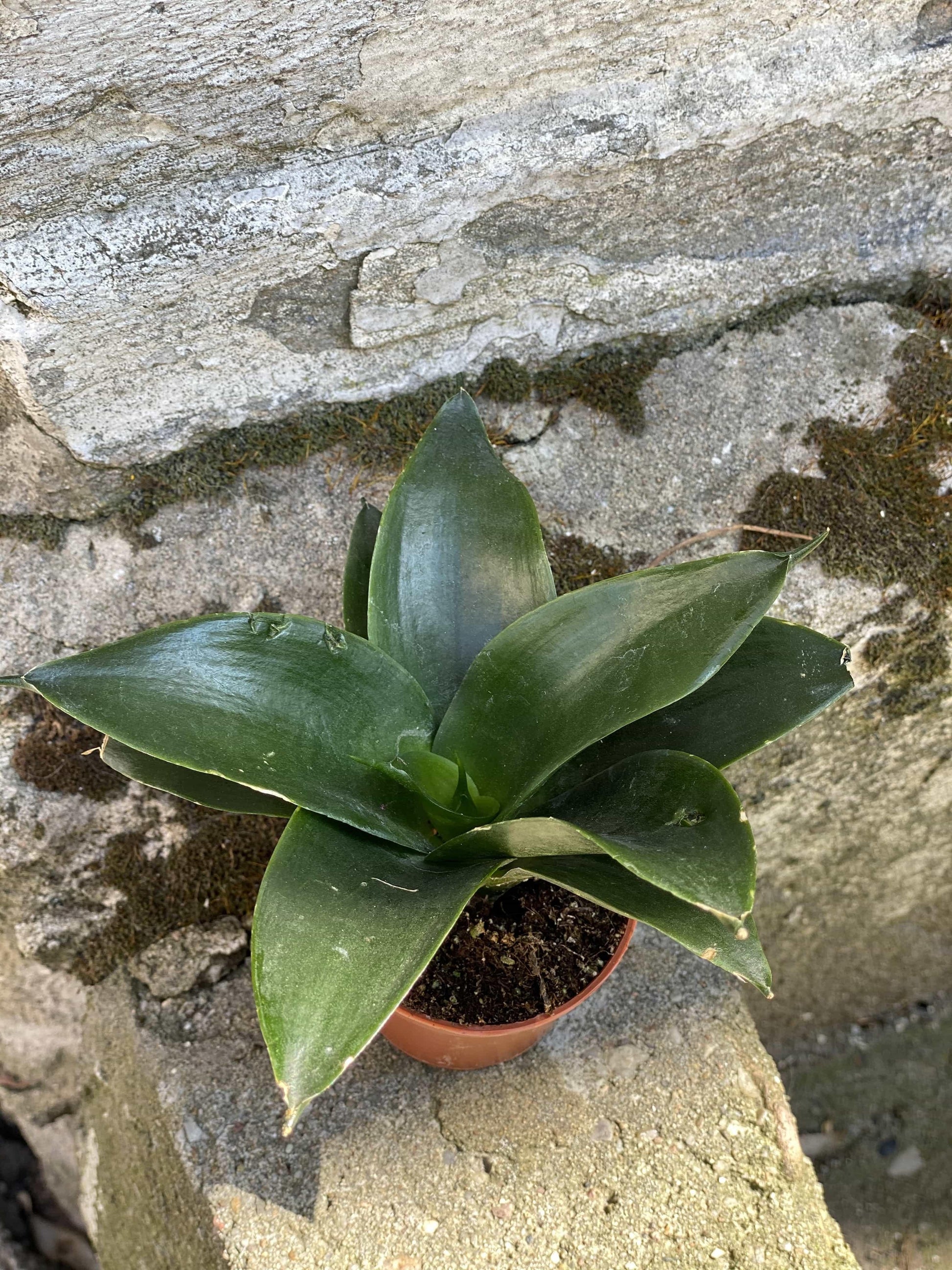 Sansevieria Black Jade - View 15 from www redcrocus com