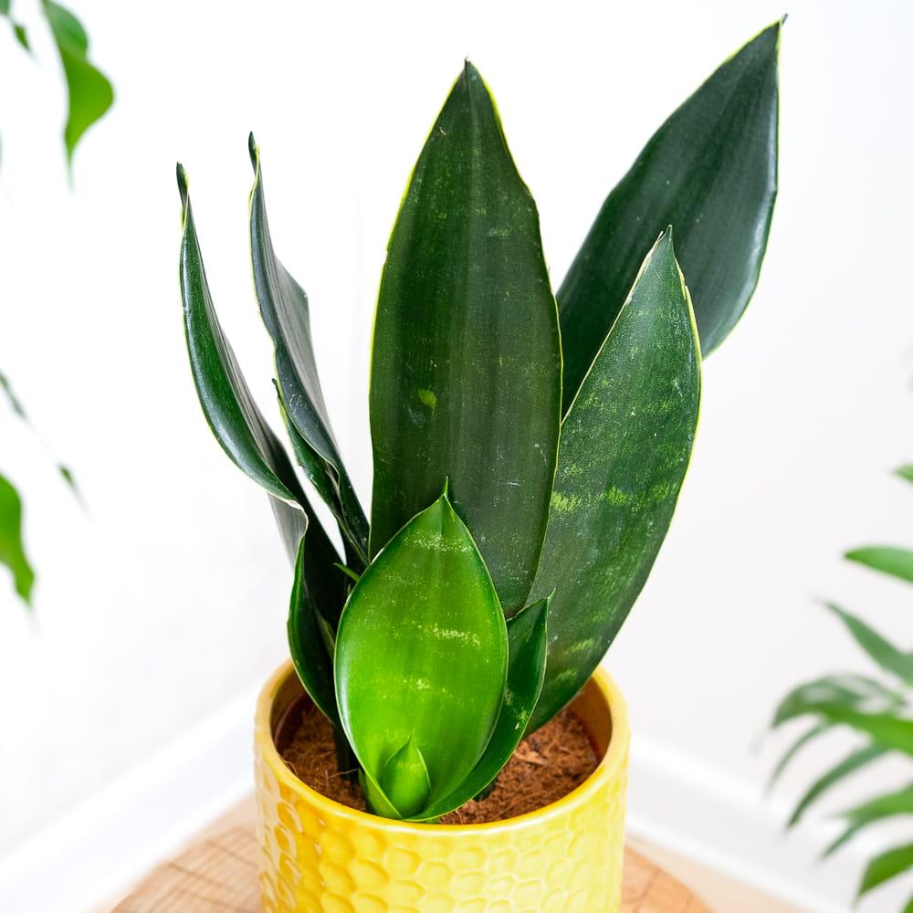 Sansevieria Black Jade - View 17 from www redcrocus com
